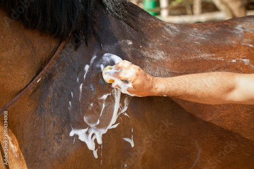 A photo of a horse being washed. A man's hand is washing the horse with a sponge and soapy foam. The theme of animal care
