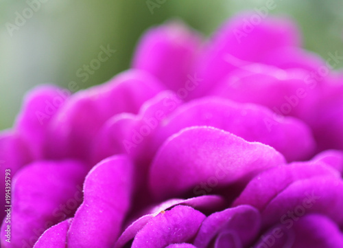 Purple zinnia blossoms reveal soft patterns under bright light. Delicacy and floral charm.