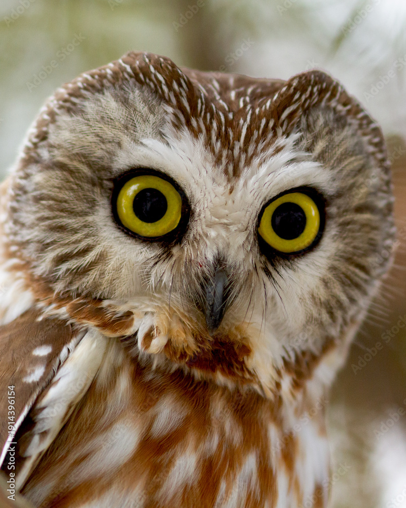 Obraz premium Saw-whet owl head close-up.