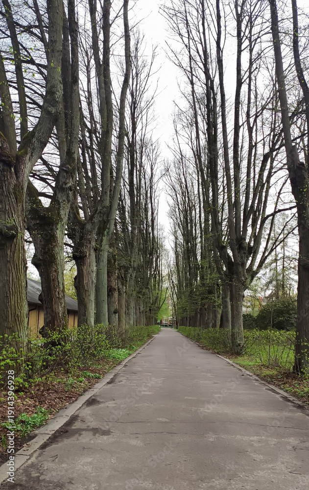 Obraz premium Sunlight illuminates pathways and fresh foliage.