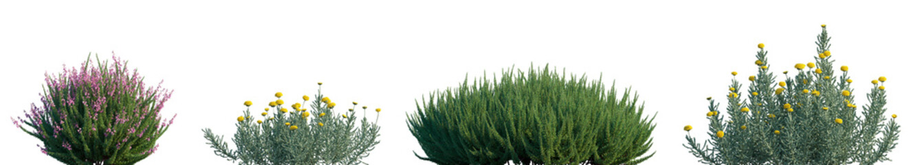Set of Calluna vulgaris (Scotch heather) and Santolina chamaecyparissus (cotton lavender or lavender-cotton) png on a transparent background perfectly cutout