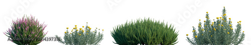 Photos Set of Calluna vulgaris (Scotch heather) and Santolina chamaecyparissus (cotton