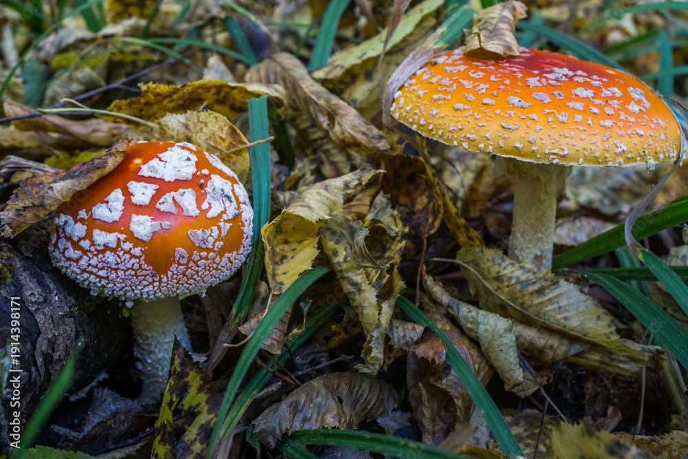 custom made wallpaper toronto digitalFly Agaric Mushrooms with Red Caps and White Spots in Forest