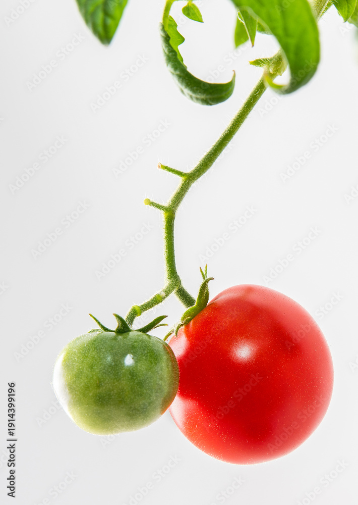 custom made wallpaper toronto digitalClose Up of Red and Green Tomatoes on Branch