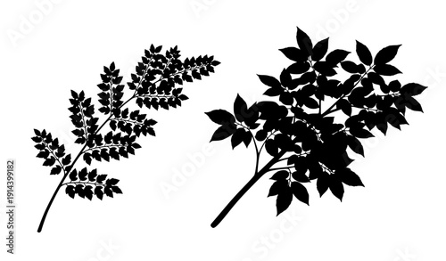 "Black Silhouette Tree Branch with Leaves, isolated on transparent background"