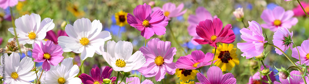 Obraz premium Garten 1558