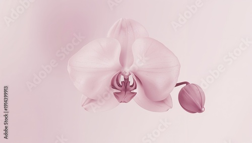 Pink Orchid Flower on Light Background With a Closed Bud Nearby During Daylight