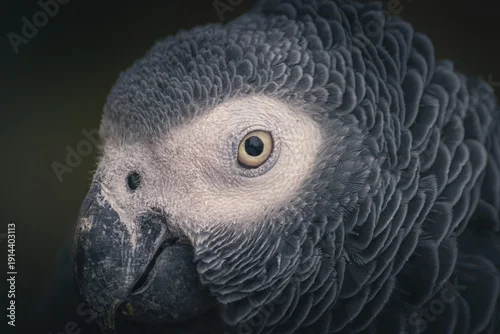 Fototapeta samoprzylepna Portrait en gros plan d’un perroquet gris du Gabon (gris d’Afrique)
