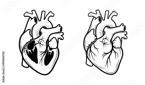"Medical Human Heart Line Art Collection, isolated on transparent background"