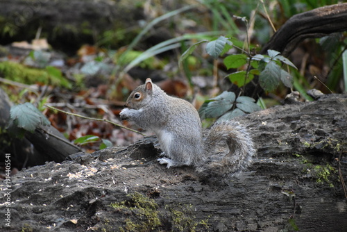squirrel in the park