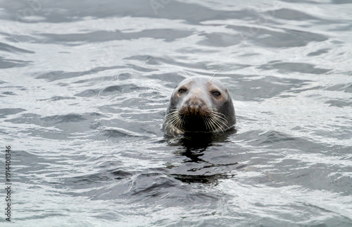 Common or harbour seal swimming in water with only its head above the surface