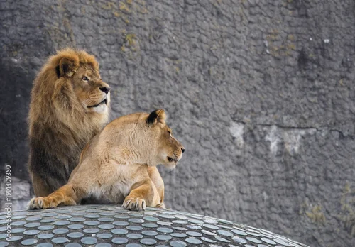 Fototapeta lions in the zoo
