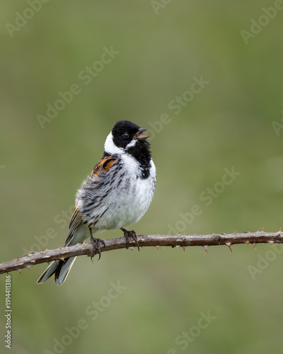 Photography Male Reed Bunting Singing on Ireland’s Eye, Howth, Dublin