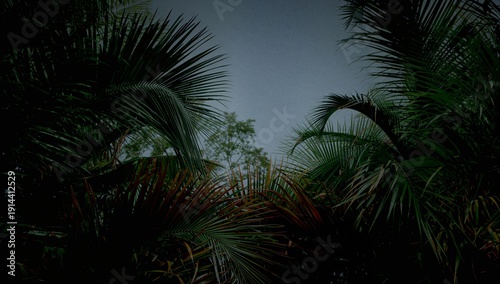View of Palm Trees and Green Foliage Against Gray Sky in Tropical Location