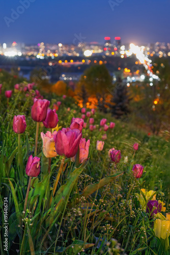 Fresh tulips in shades of pink, purple, and yellow blooming on a grassy hillside, with the sparkling bokeh of Kyiv cityscape lights visible in the background at twilight