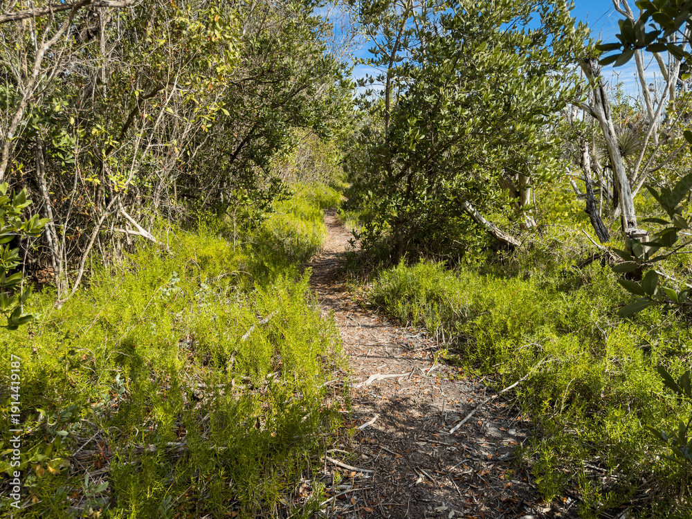 Obraz premium Narrow Green Corridor Trail in Everglades Backcountry