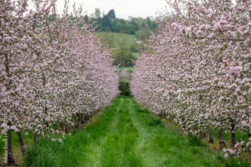 Wallpaper Mural Apple blossom in bloom in a modern cider orchard Torontodigital.ca