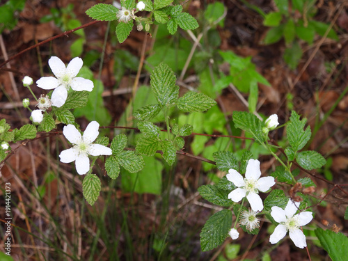 фотографія Northern dewberry plant, bloomed within the woodland forest of the Santee National Wildlife Refuge, Clarendon County, South Carolina