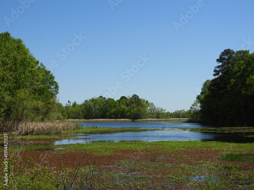 The natural beauty of the wetlands, during the spring season, within the Santee National Wildlife Refuge, Clarendon County, South Carolina.