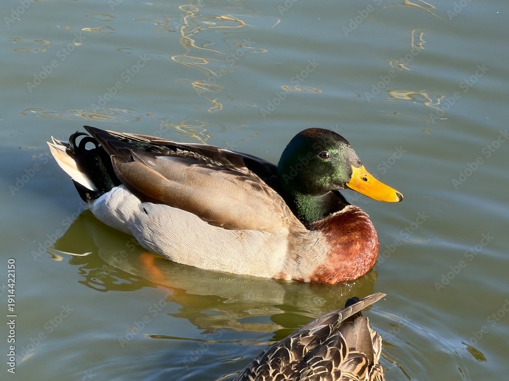 Obraz premium Pondside Ducks