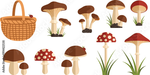 Forest mushrooms and wicker basket set, colorful vector illustrations of various organic fungi with red ladybugs and grass elements isolated on white background.