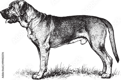 Mastiff Dog Vintage Engraving Side View Vector Illustration Line Art Antique