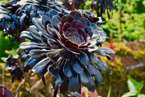 Closeup of black rose leaves, West Midlands, England, UK	