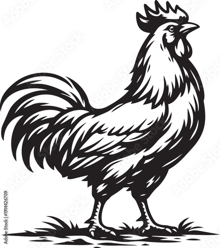 Rooster cockerel standing on grass detailed linocut illustration for farm logo packaging label and branding use
