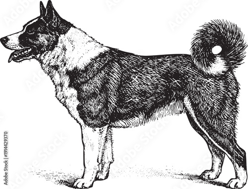 Northern Laika Dog Vintage Engraving Line Art Vector Illustration Side View