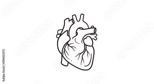Detailed Human Heart Anatomy Line Art Illustration Isolated on White Background, Representing Health and Biology