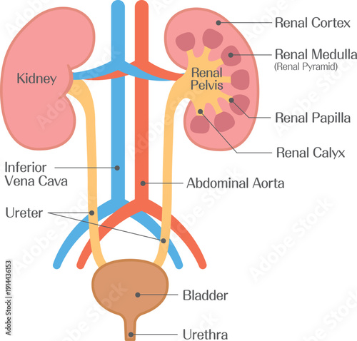 Internal Structure of the Kidney Diagram Showing Cortex Medulla and Renal Pelvis