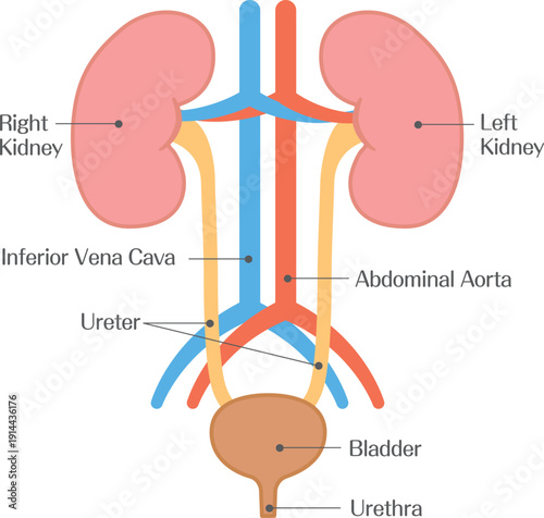 Kidney Anatomy Diagram Showing Major Blood Vessels and Urinary Tract