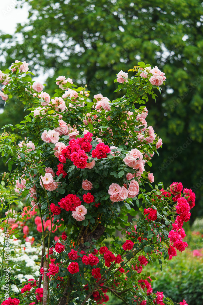 Obraz premium Branch of delicate red roses in full bloom growing in summer garden. Romantic floral background with natural light, decorative flowers and green foliage. Spring and nature, gardening, plant breeding.