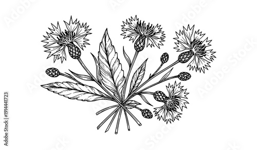 Hand Drawn Decorative Cornflower Knapweed Botanical Ink Line Art Vector Isolated on White