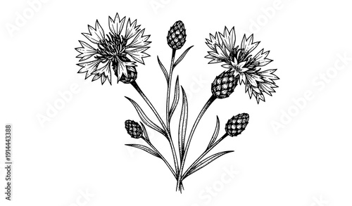 Decorative Cornflower and Knapweed Hand Drawn Ink Botanical Vector Illustration Isolated on White