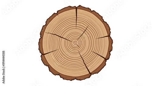 Tree Stump Cross Section.