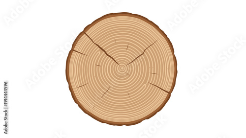 Tree Stump Cross Section.