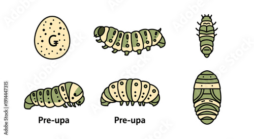 Butterfly Life Cycle Stages.