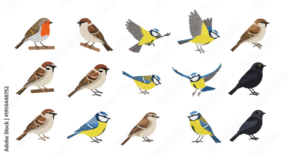 Naklejka premium Variety of Birds Species.