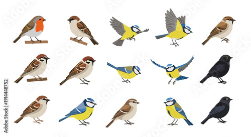 Variety of Birds Species.