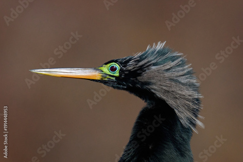 male anhinga with mating colors 