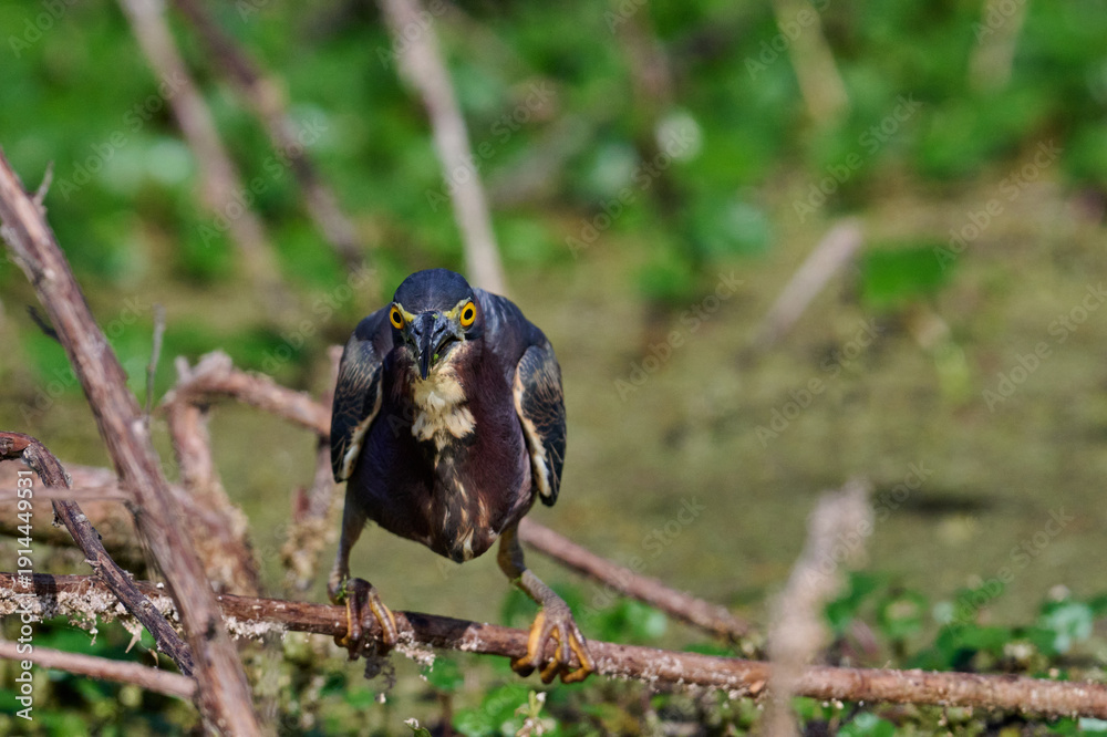 Obraz premium Green heron with a fish 