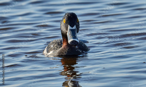 Male Ring- necked duck in the water 