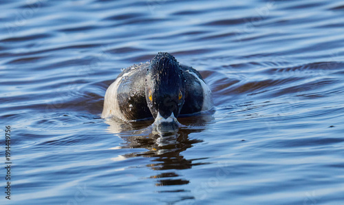 Male Ring- necked duck in the water 