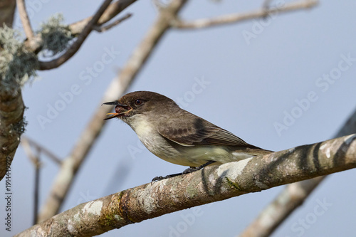eastern phoebe with a grub  