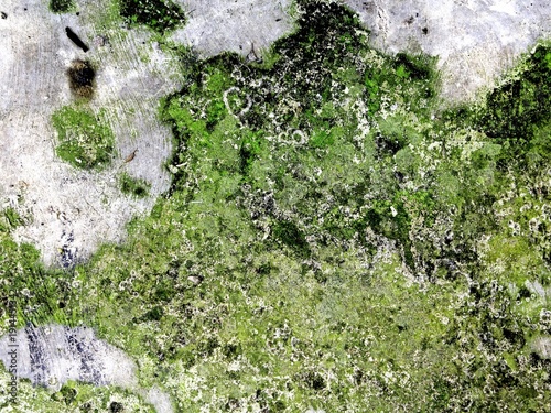 Old walls covered in moss look very artistic as a background.