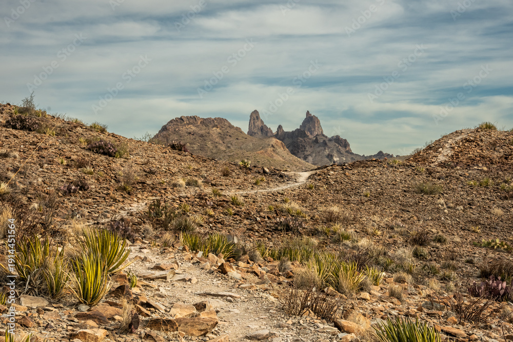 Fototapeta premium Sharp Lechuguilla Plants Line The Trail To Mules Ears In Big Bend