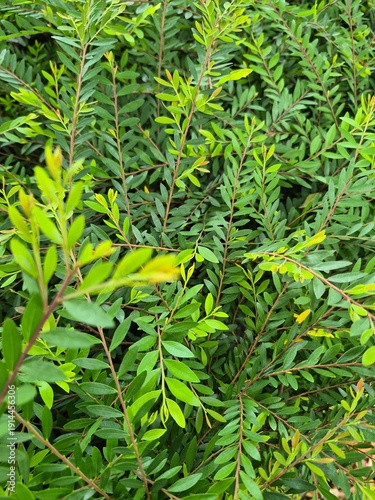 Seamless Natural Green Plant Texture