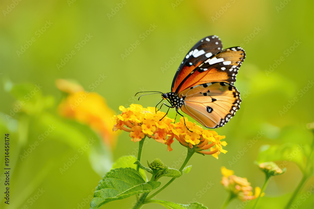 Obraz premium Delicate Monarch Butterfly Sipping Nectar from Vibrant Yellow Lantana Flowers in a Lush Green Garden, Capturing Nature's Beauty and Intricate Details