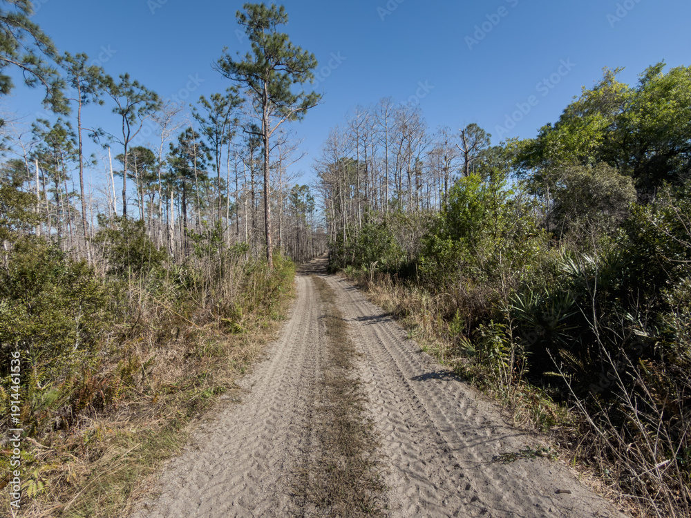Fototapeta premium Sandy Backroad Through Pine Flatwoods, Everglades Florida